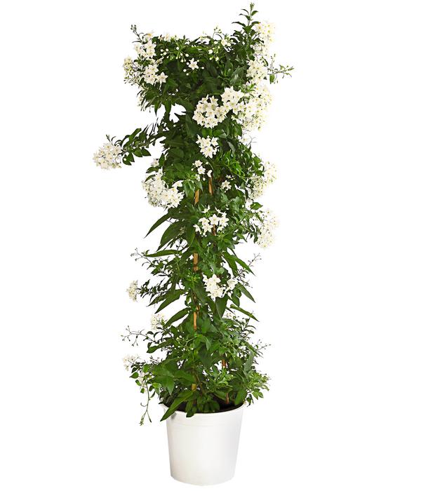 Jasminblütiger Nachtschatten, Säule