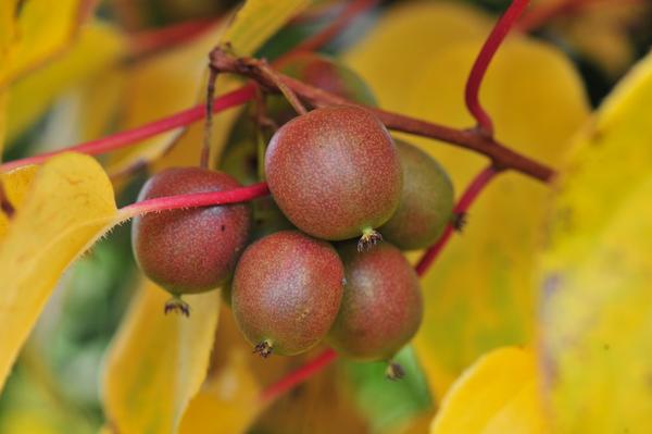 Hecke am laufenden Meter® Genuss -