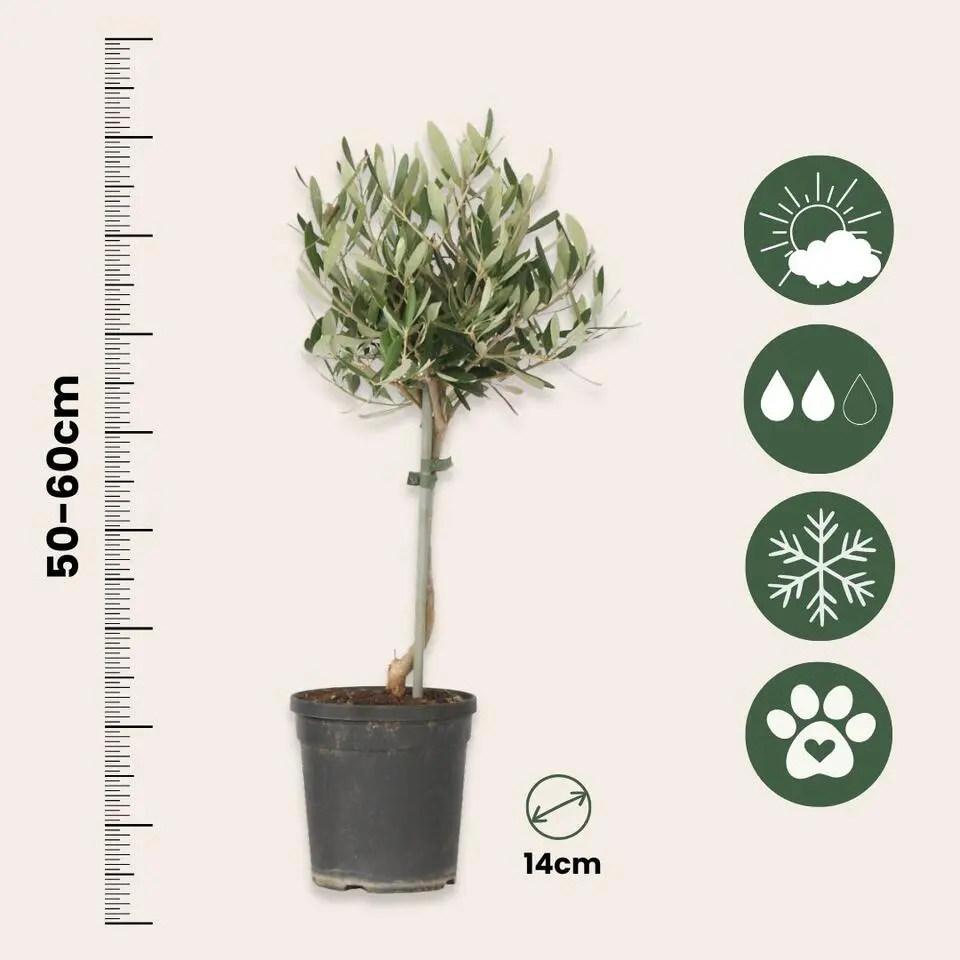Olijfboom - Set van 2 - Olea europaea - Hoogte 50-60cm - ⌀14cm