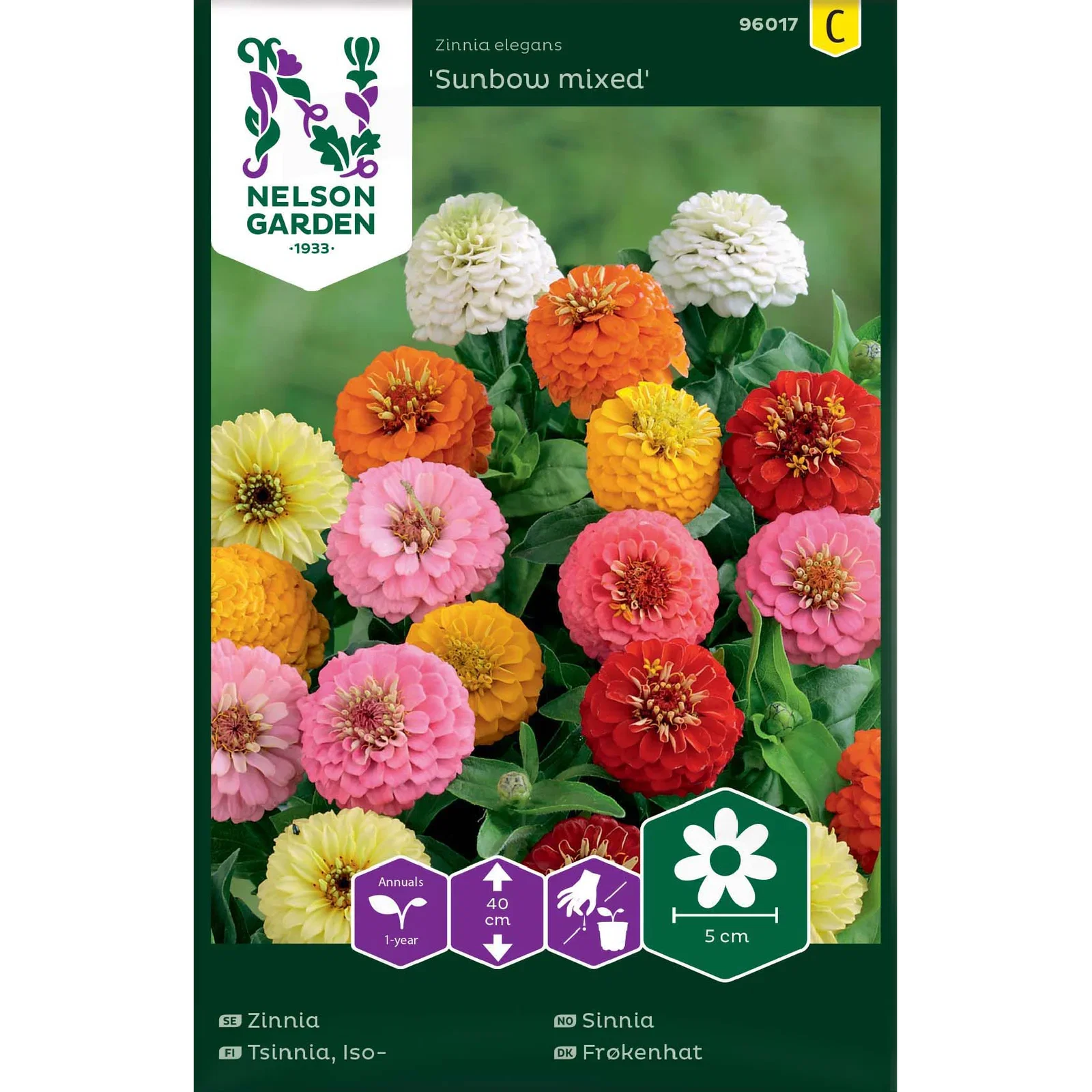 Zinnia elegans 'Sunbow mixed Sinnia 'Sunbow mixed'