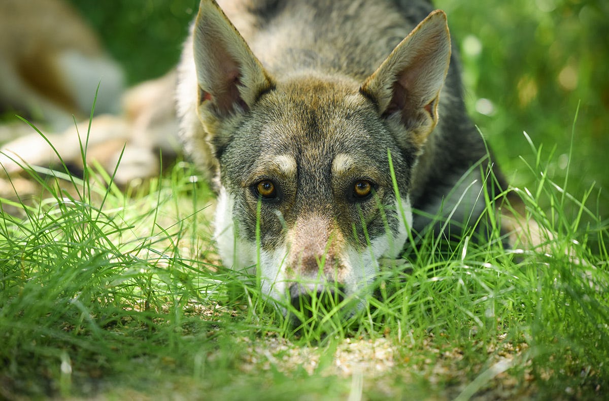 Wolfhundepfleger Büren (für 3 Stunden)