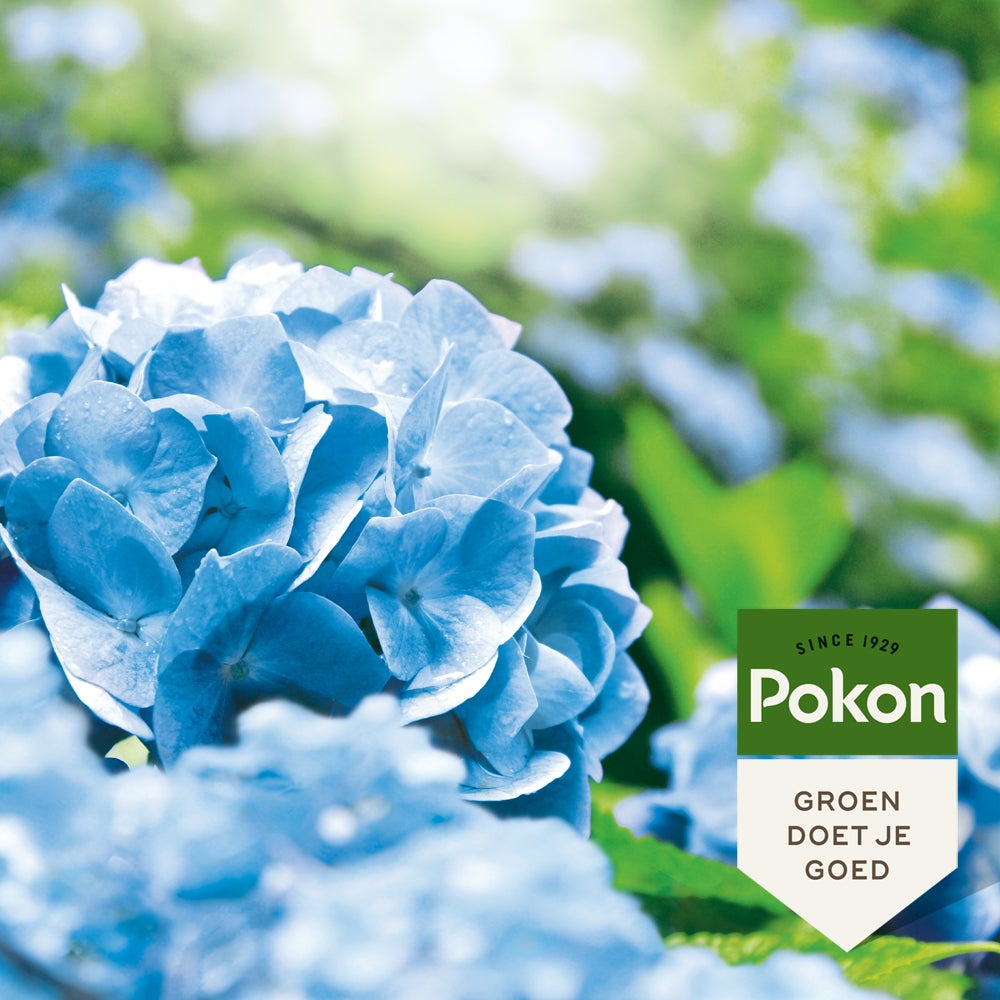 Pokon hortensia blauwmaker 500 gr