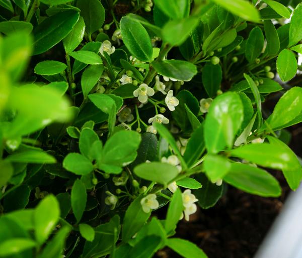 Japanische Stechpalme 'Jenny', 6er-Schale