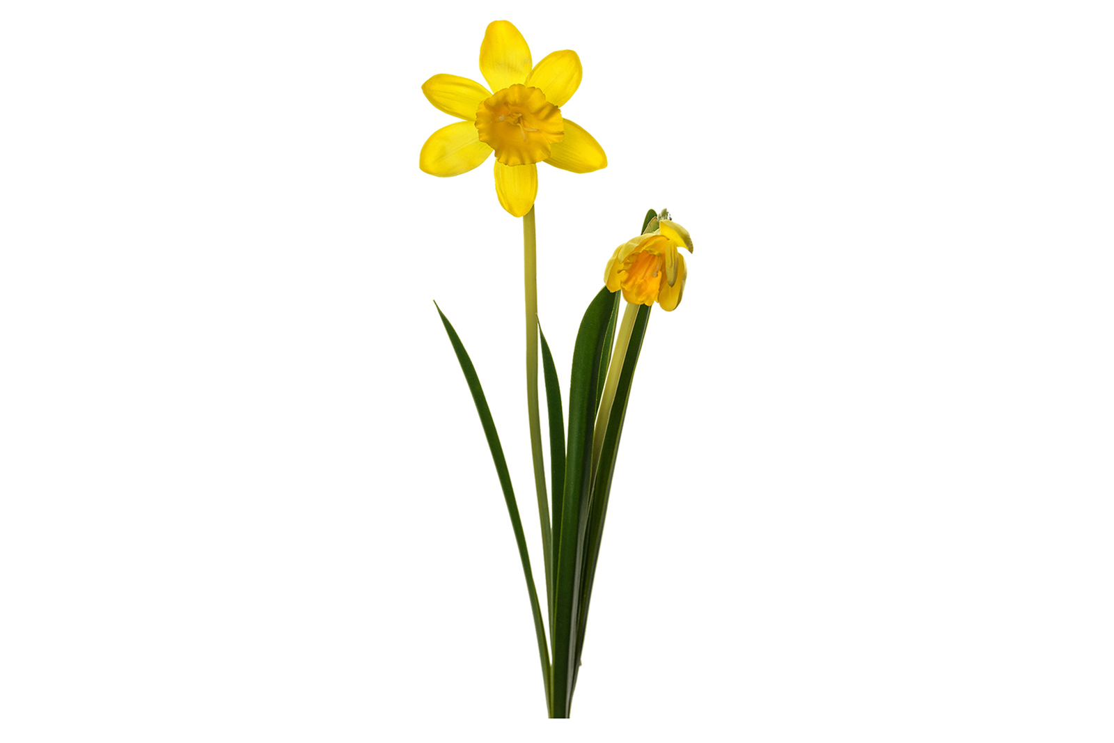 Påskelilje Gul H:50 cm