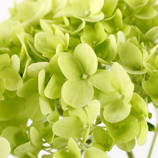 Hydrangea Paniculata variété protégée: C.7,5L