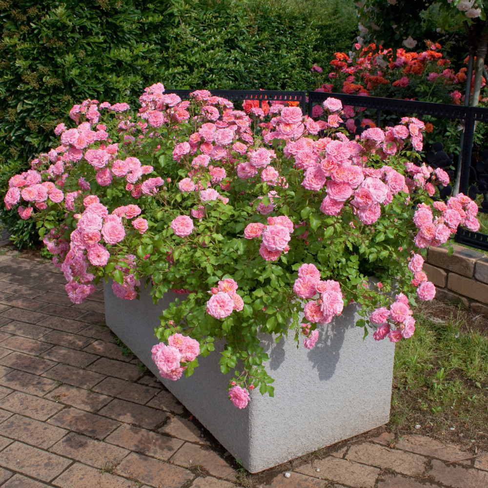 Rosier sweet drift ® meiswetdom le pot de 2l