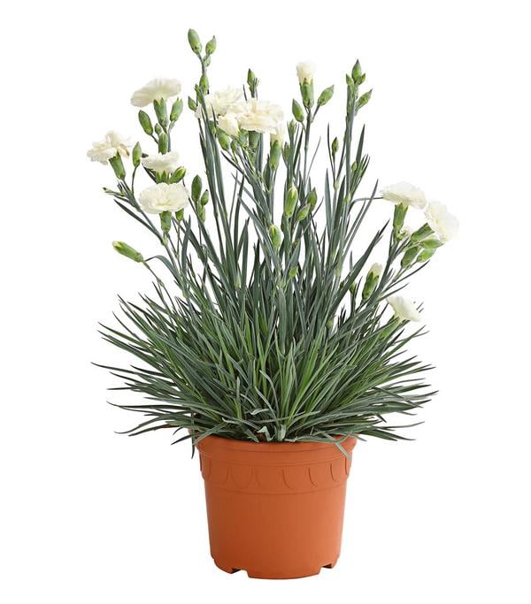Garten-Nelke 'Devon Cottage', verschiedene