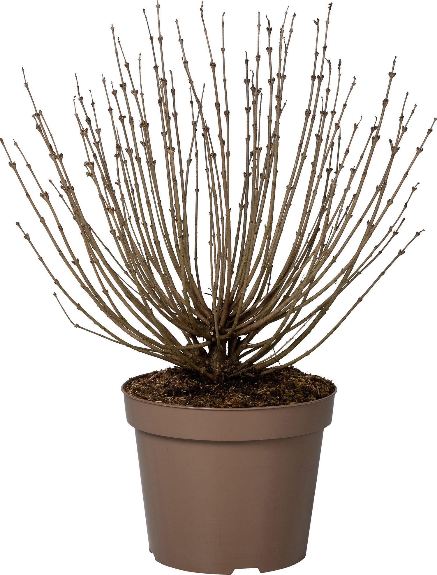 Dwergsering (Syringa meyeri 'Palibin') D 32 H 60 cm