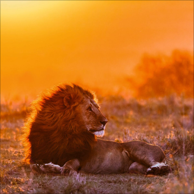 Wandkalender - 2025 - Big Cats