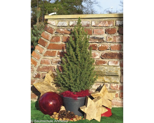 Dwerg Alberta Spar (Picea glauca 'Conica Perfecta') H ca. 30 cm Ø 11 cm pot, mini kerstboom geschikt om te planten