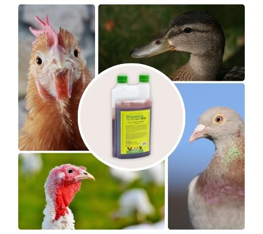Suplemento vitamínico para a criação e reprodução de galinhas e outras aves 1 L - Recomendado para a reprodução e desenvolvimento de aves jovens