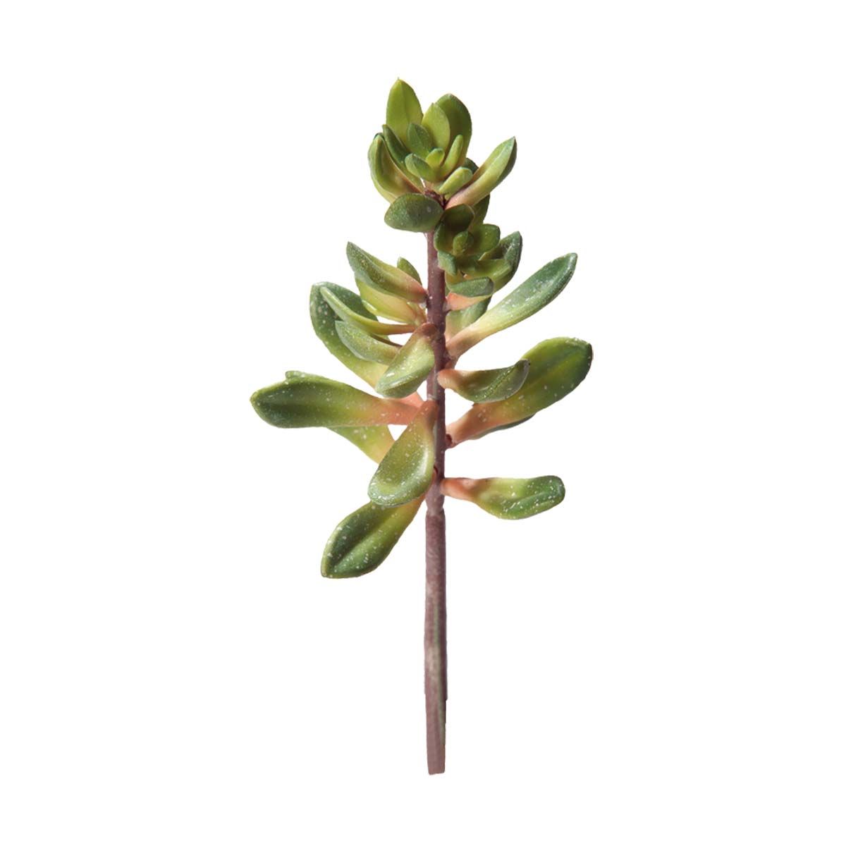 Hobby Kalanchoe