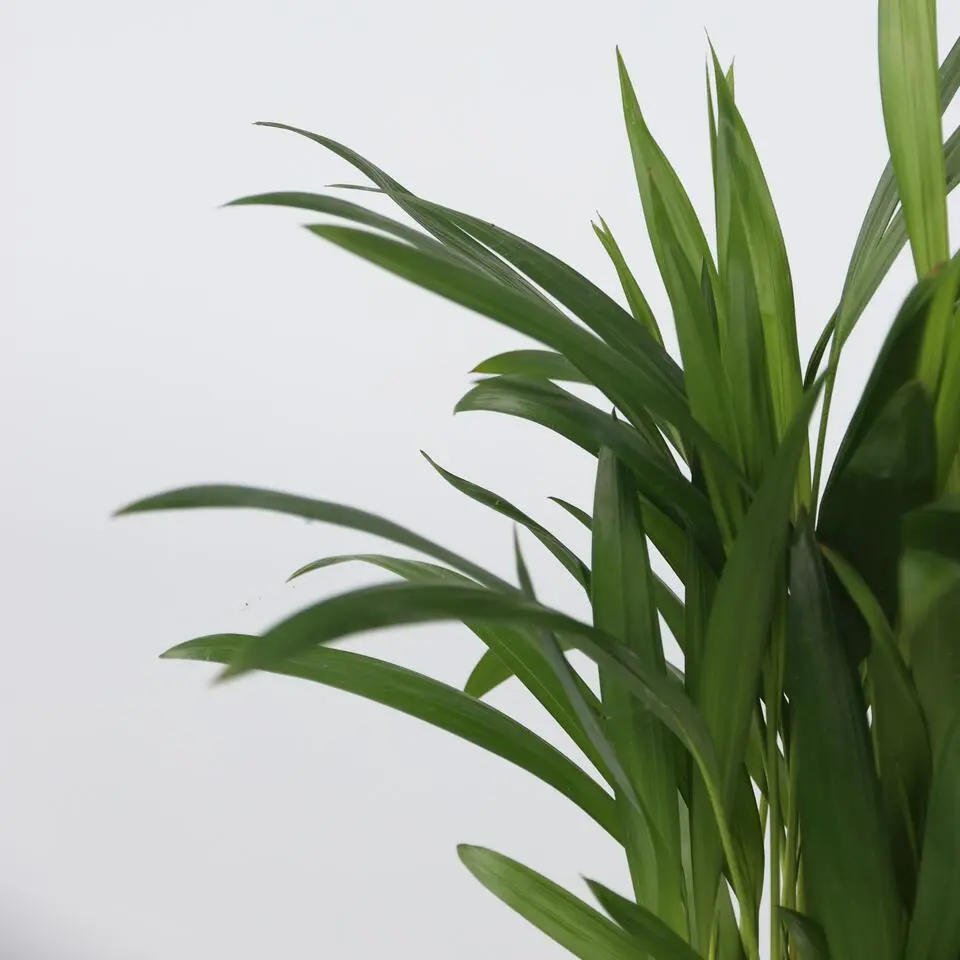 Mooie Kamerplantenset - Set van 4 - Hoogte 25-40cm - ⌀12cm