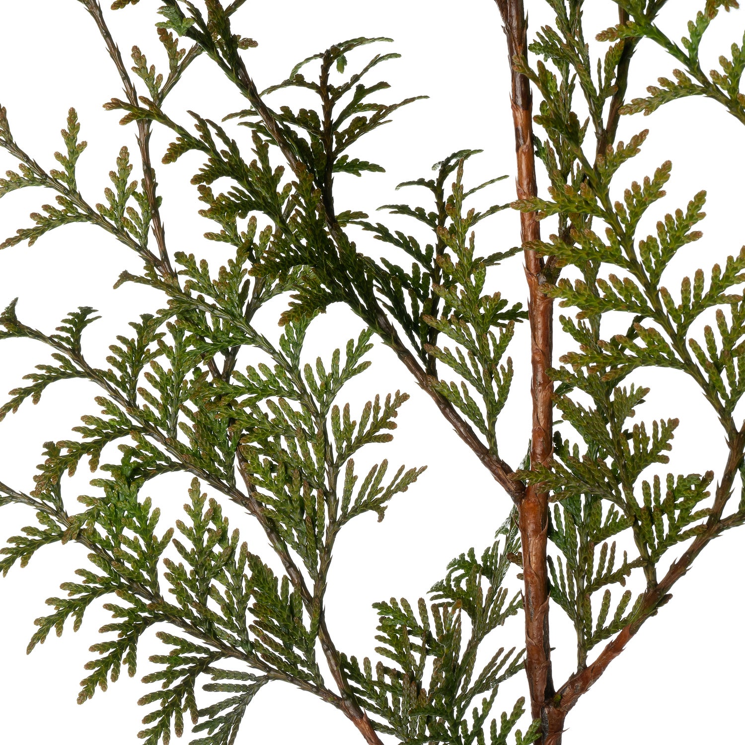 Levensboom (Thuja occidentalis 'Smaragd') D 22 H 100 cm