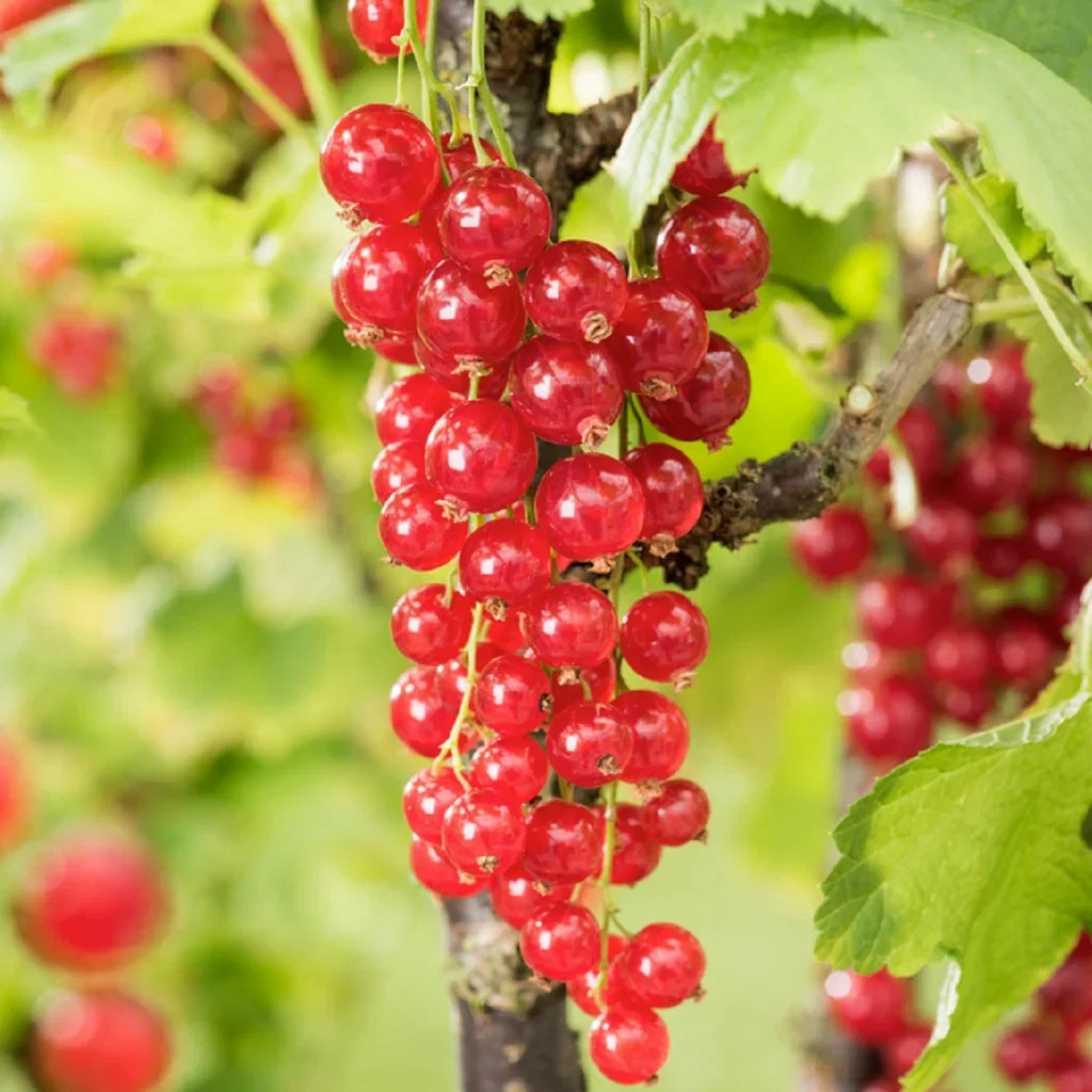 Ribes rubrum 'Jonkheer van Tets' Rips 'Jonkheer van Tets' Ø22 cm