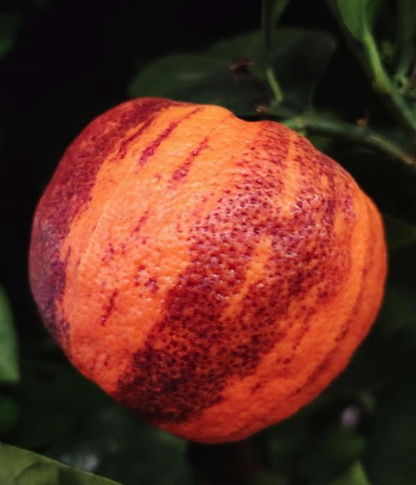 Regenbogen-Orange 'Arcobal'