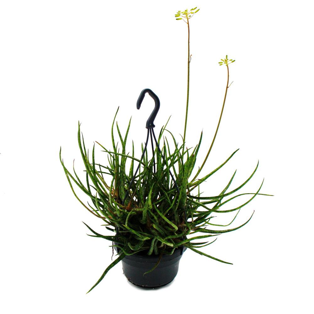 Aloe araignée - aloe bakeri - plante suspendue en pot à ampoule de 14cm