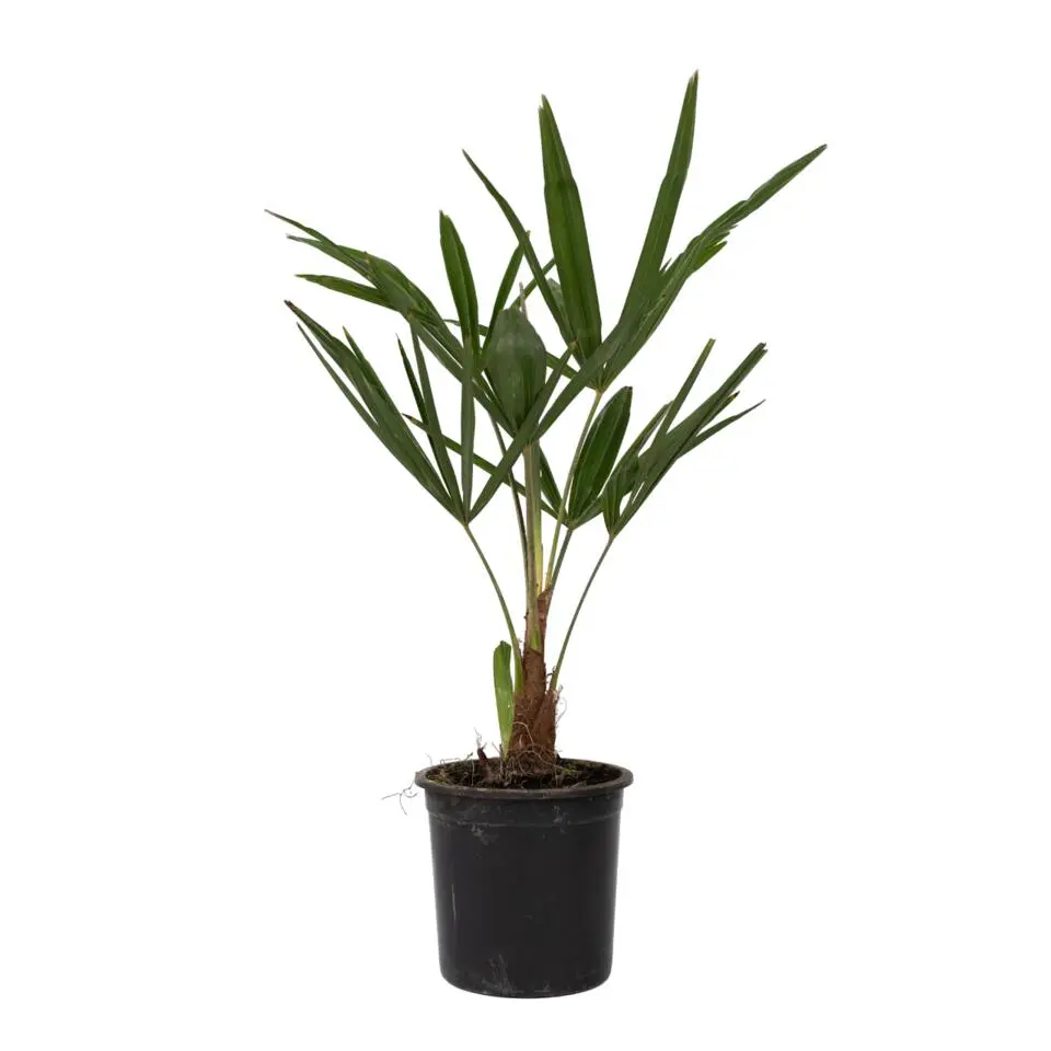 Chinese Waaierpalm - Set van 4 - Trachycarpus Fortunei - Hoogte 35-45cm - ⌀15cm