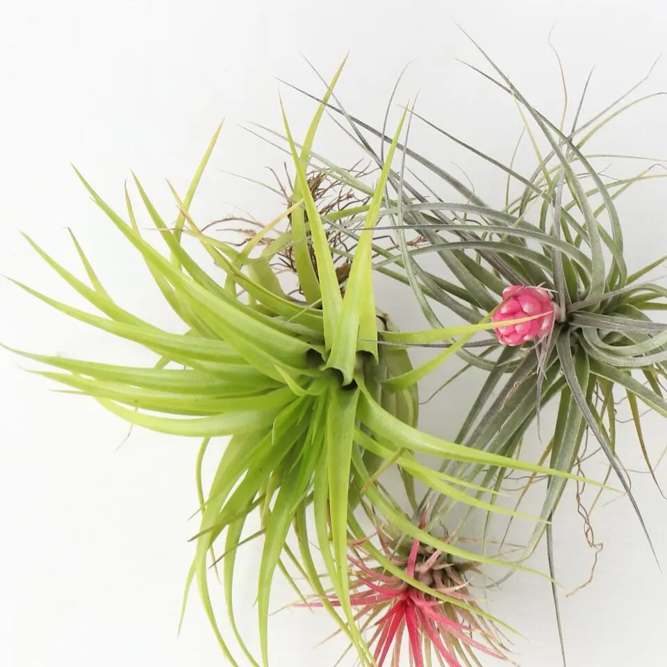 Luchtplantjes - Set van 6 - Tillandsia - Hoogte 5-15cm - ⌀5cm