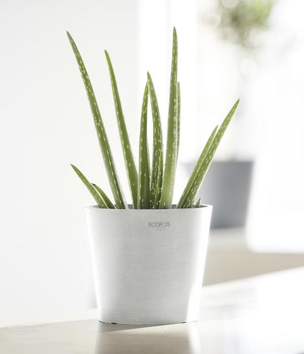 Ecopots Kunststoff-Topf Amsterdam Mini, rund,