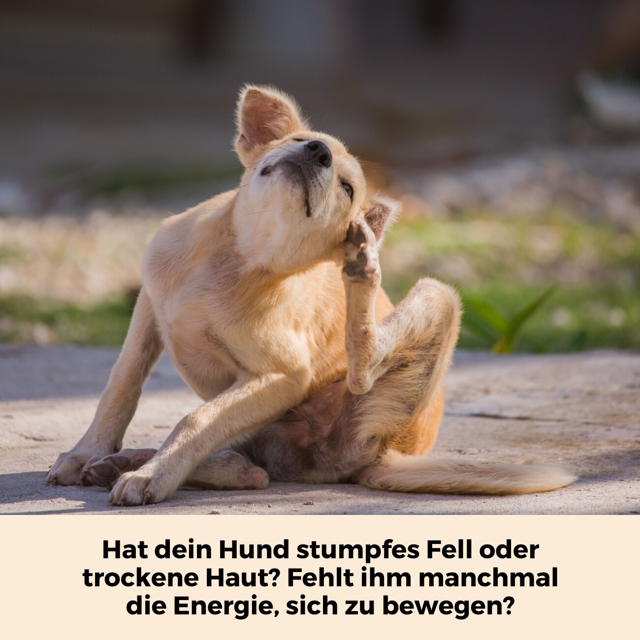 Dog-Native Wildfischöl für Hunde, natürliches Omega-3 Öl in Glasflasche mit EPA & DHA, Fischöl kein Lachsöl, Futteröl für Fell, Haut & Gelenke, Barf Zusatz mit Vitamin E, 500ml
