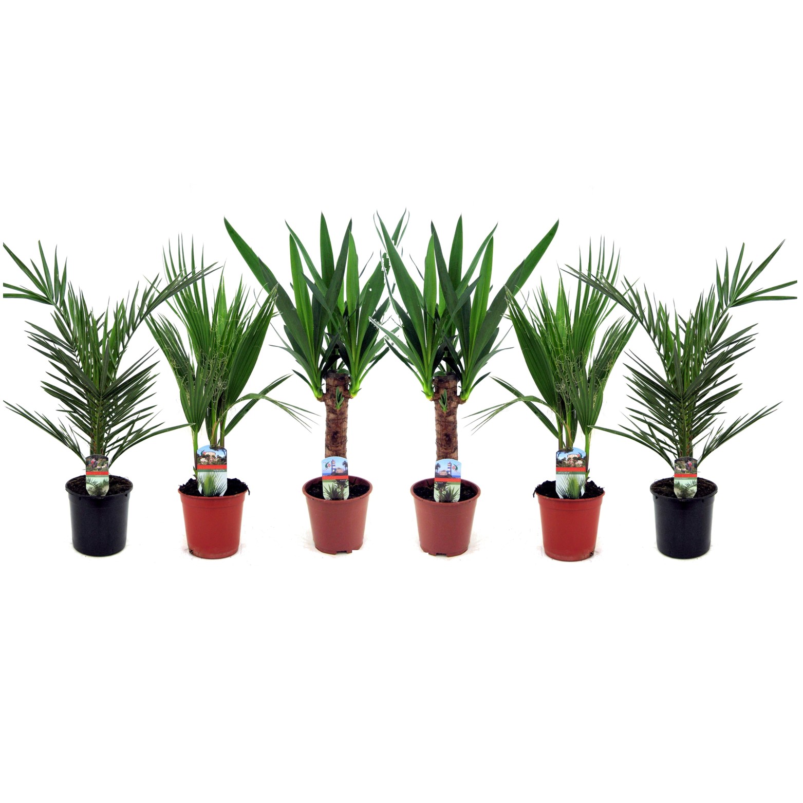 Mélange de 6 palmiers - phoenix yucca washingtonia - pot 14cm - hauteur 50-70cm