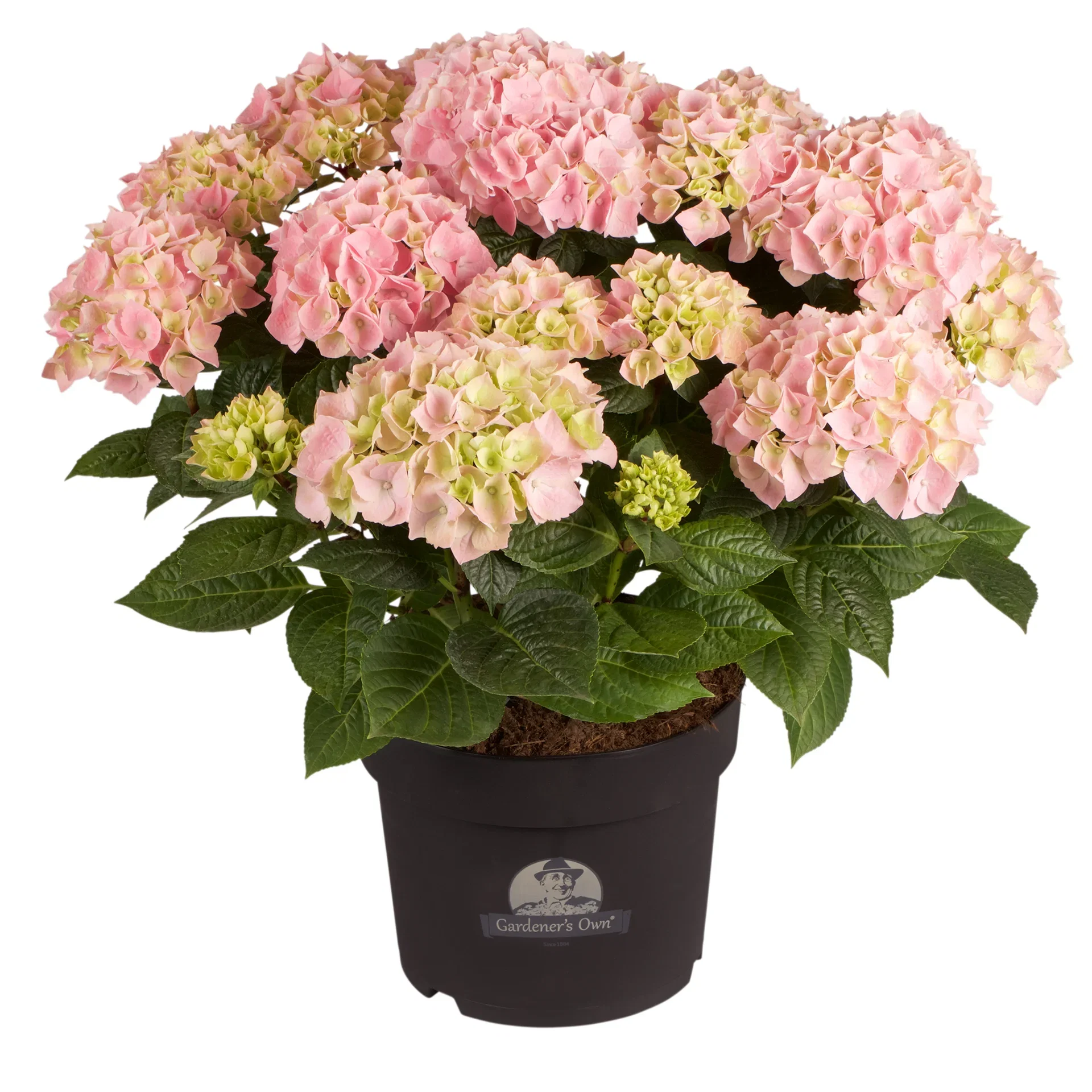 Hydrangea macrophylla Hortensia Ø21 cm