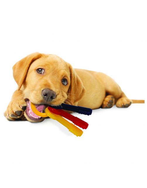Nylabone Puppy Teething Key Flexible Geel&Blauw&Rood - Hondenspeelgoed