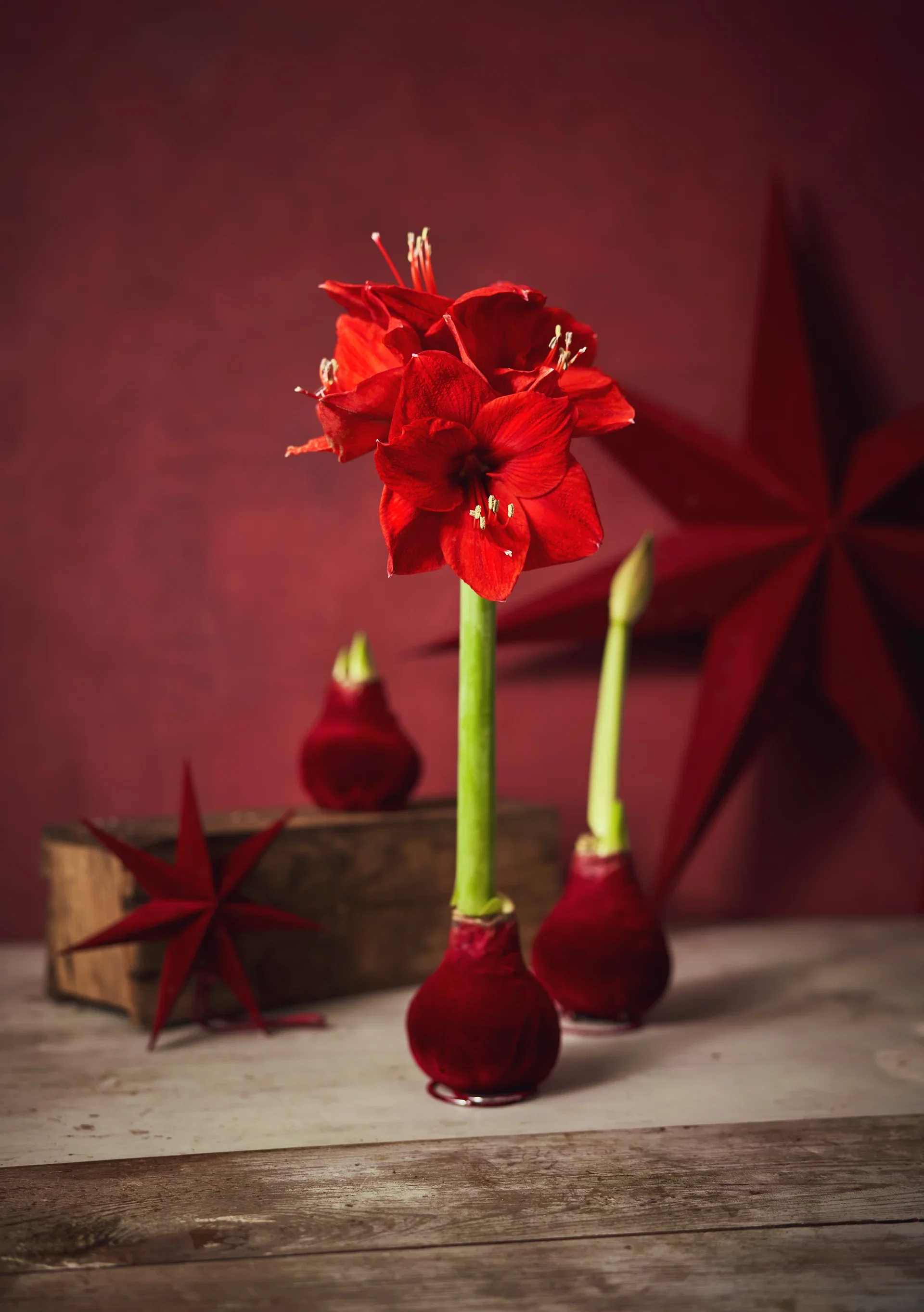 Hippeastrum x hortorum Vokset amaryllisløk Omkrets 32 cm