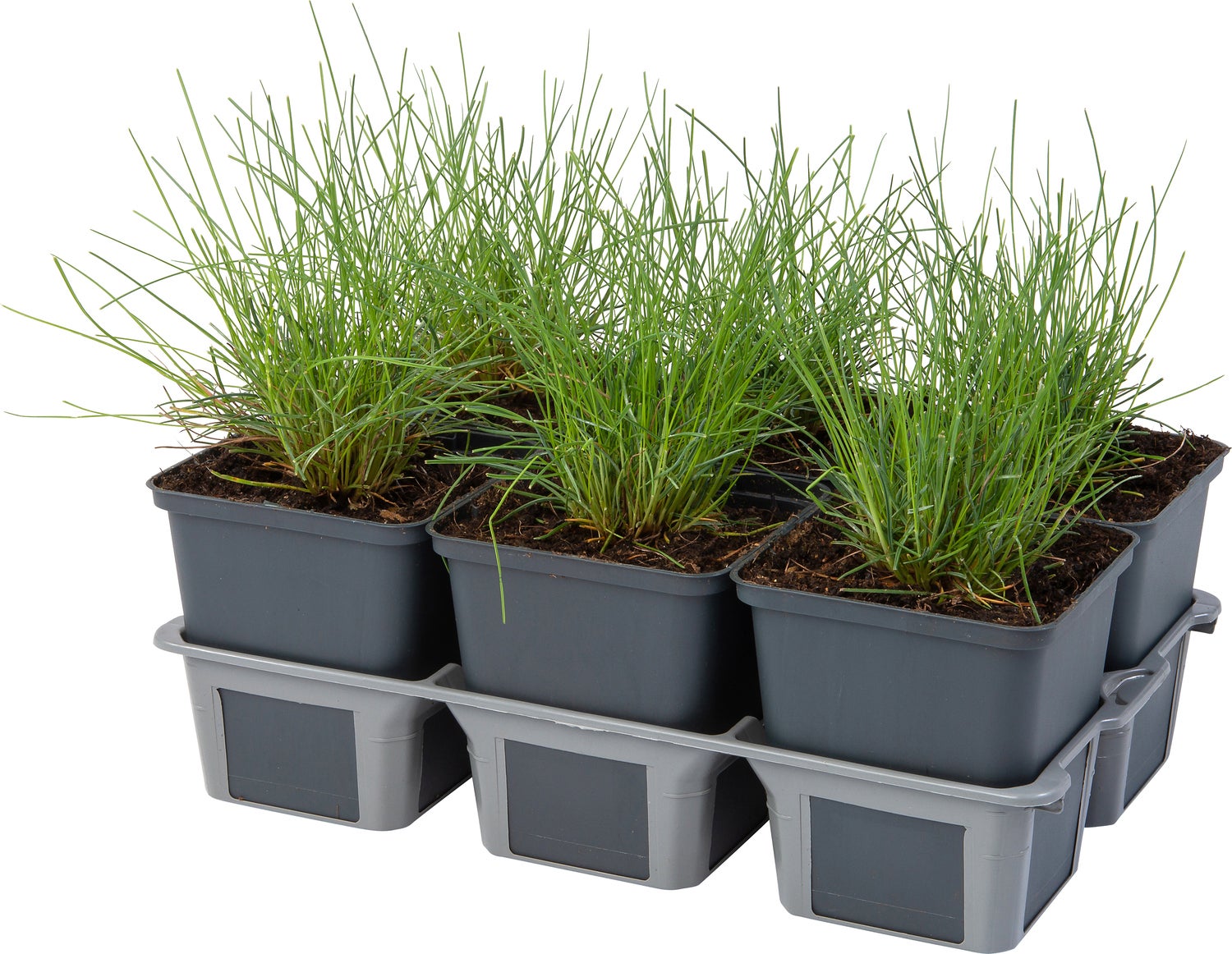 Blauwgras XL (Festuca glauca 'Zwergenkoning') D 9 H 10 cm