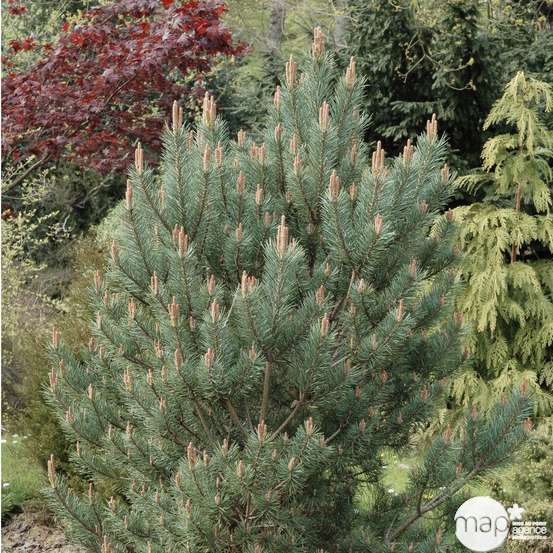 Pinus Sylvestris Watereri : H 40 cm : Pot diamètre 10 cm