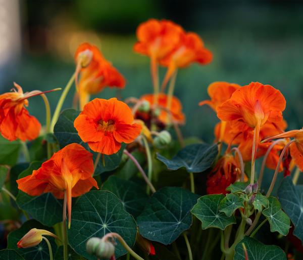 Kapuzinerkresse 'Whirlybird Tangerine'