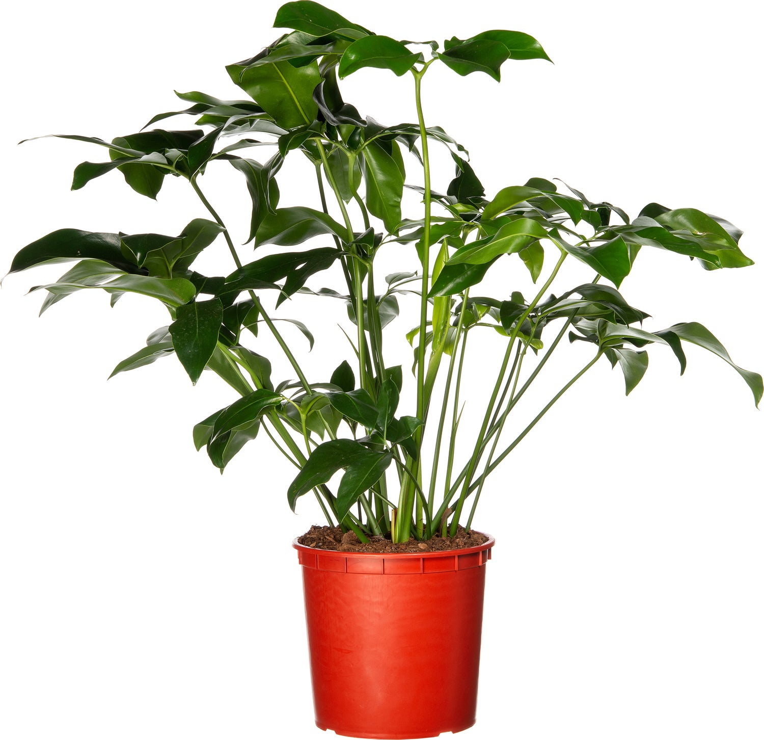 Philodendron (Philodendron 'Fun Bun') D 24 H 110 cm