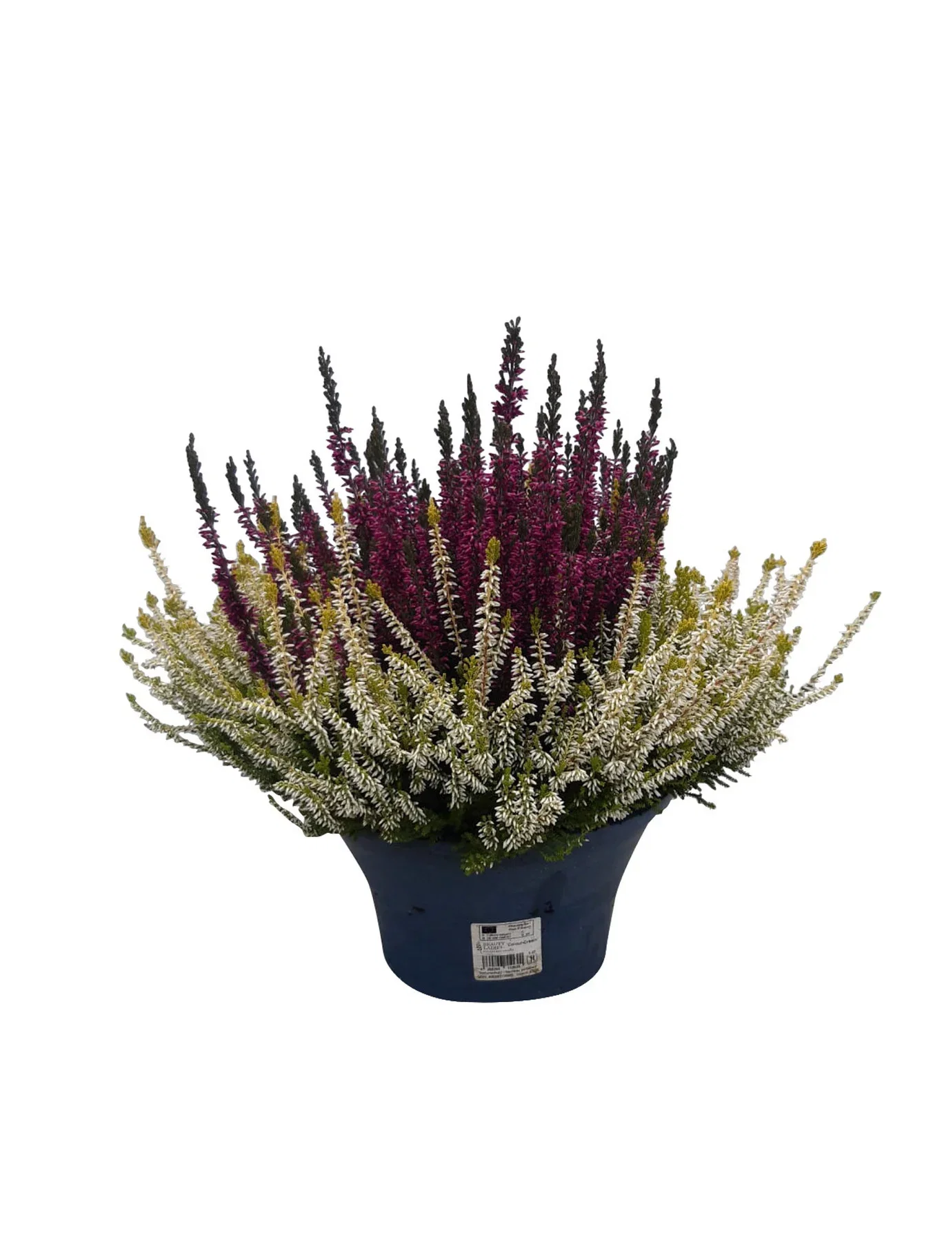 Calluna vulgaris (Beauty Ladies Series) 'Colour Crown' Røsslyng BEAUTY LADIES 'Color Crown' i skål Ø23 cm