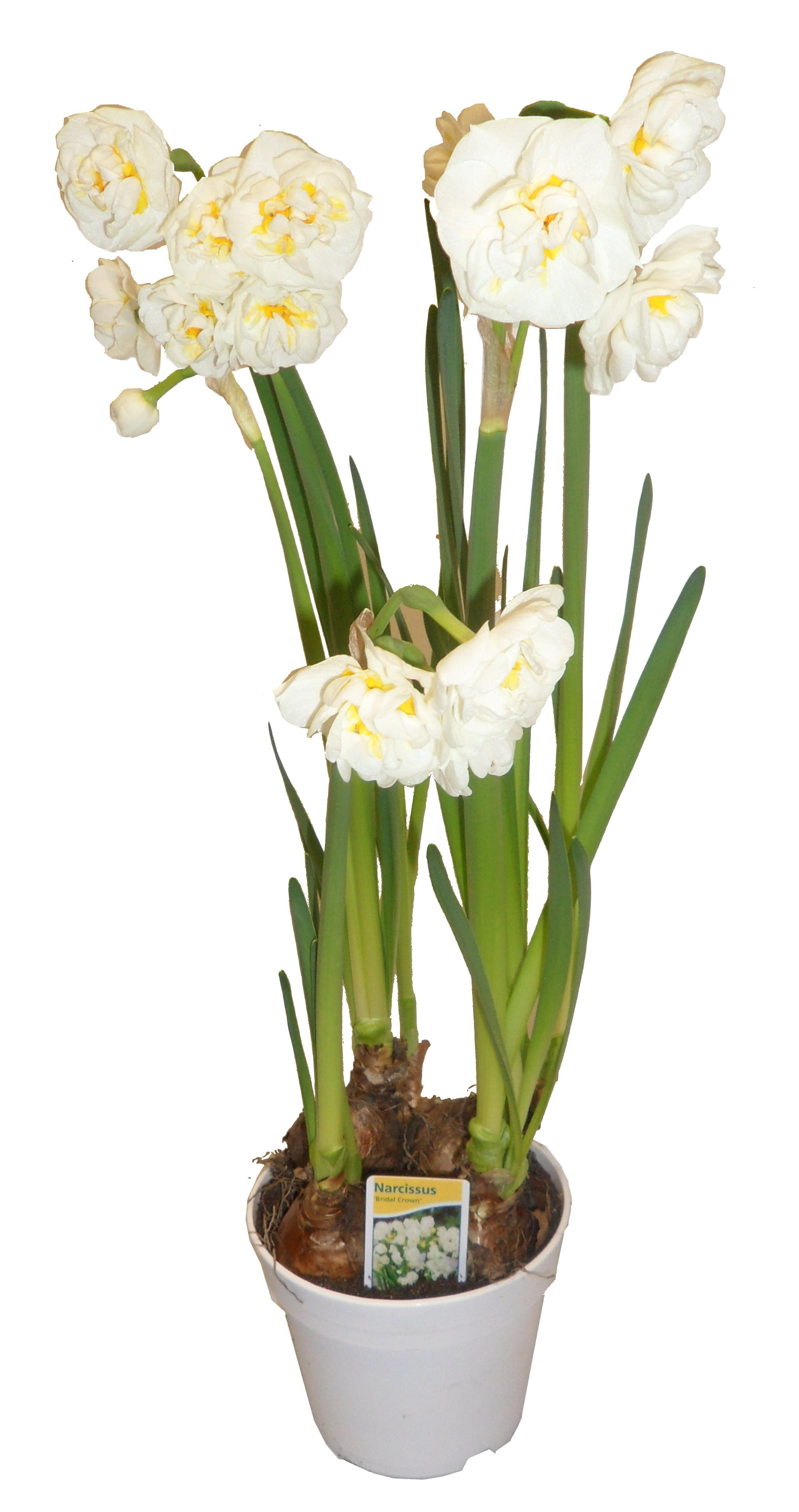 Narcisse bridel crown pot 12 cm
