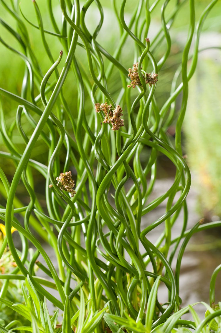Krul-Pitrus (Juncus effusus 'Spiralis') D 9 H 30 cm