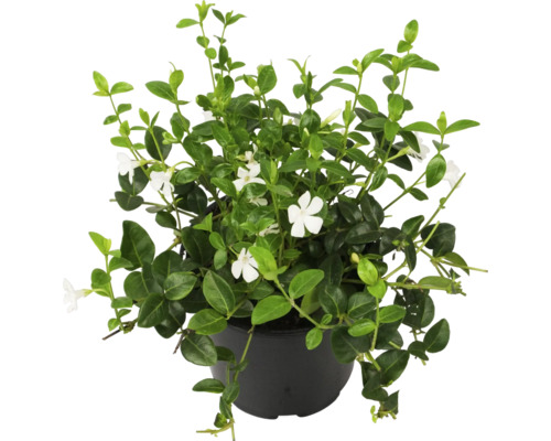 Witte Maagdenpalm FloraSelf Vinca minor 'Alba' Ø 13 cm pot
