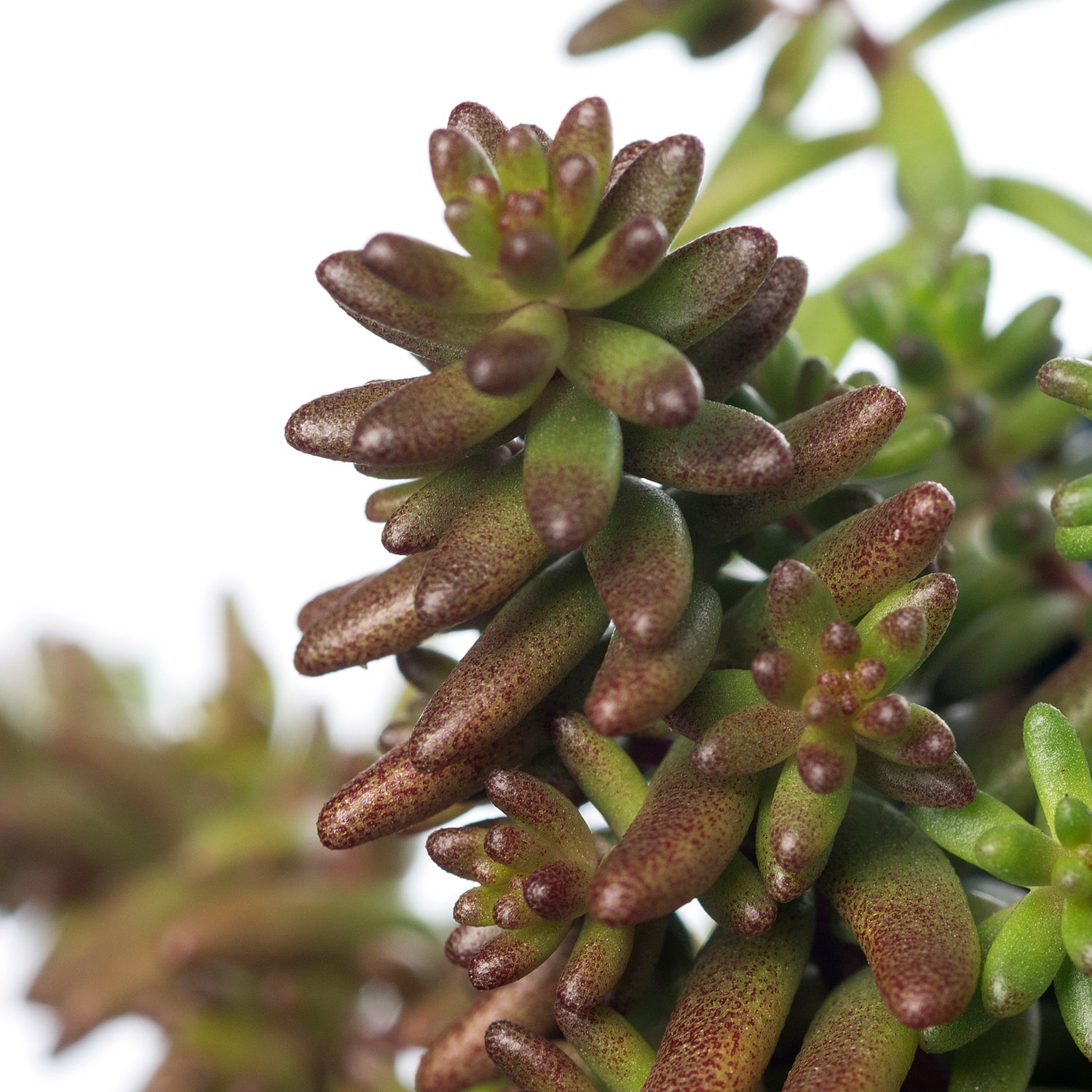 Vetkruid (Sedum album 'Coral Carpet') D 11 H 10 cm