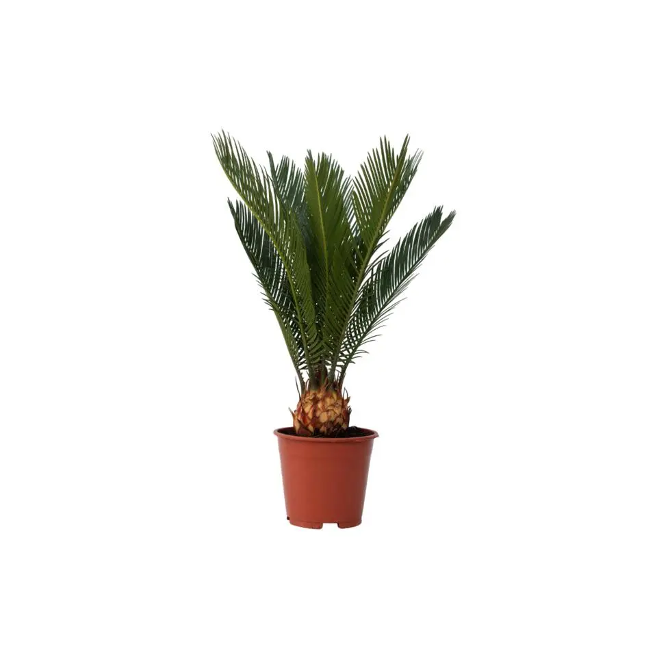 Vredespalm - Cycas revoluta - Hoogte 45-60cm - ⌀15cm
