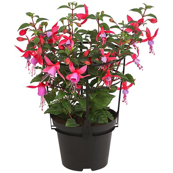 Fuchsie, stehend, verschiedene Sorten