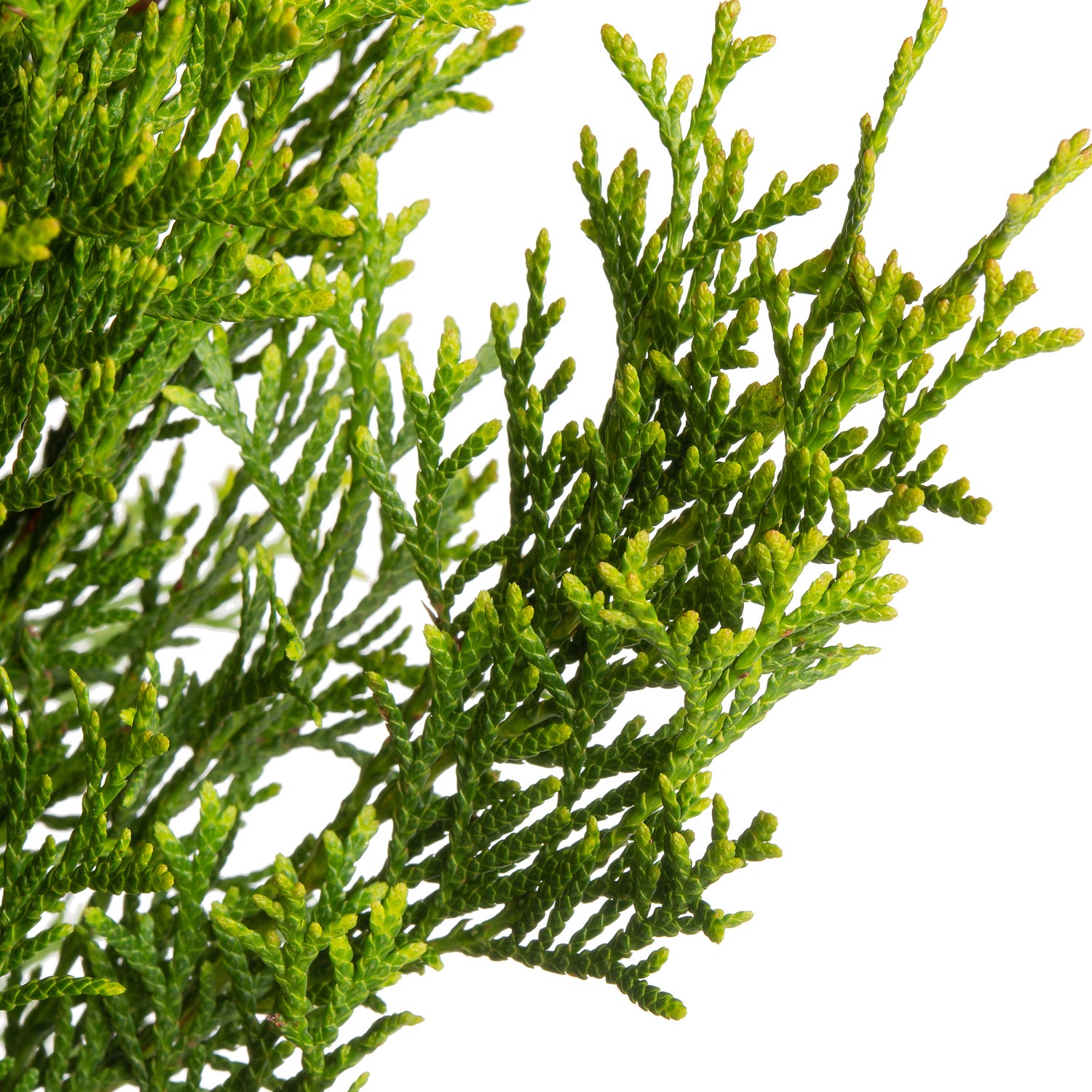 Levensboom (Thuja occidentalis 'Smaragd') D 17 H 60 cm