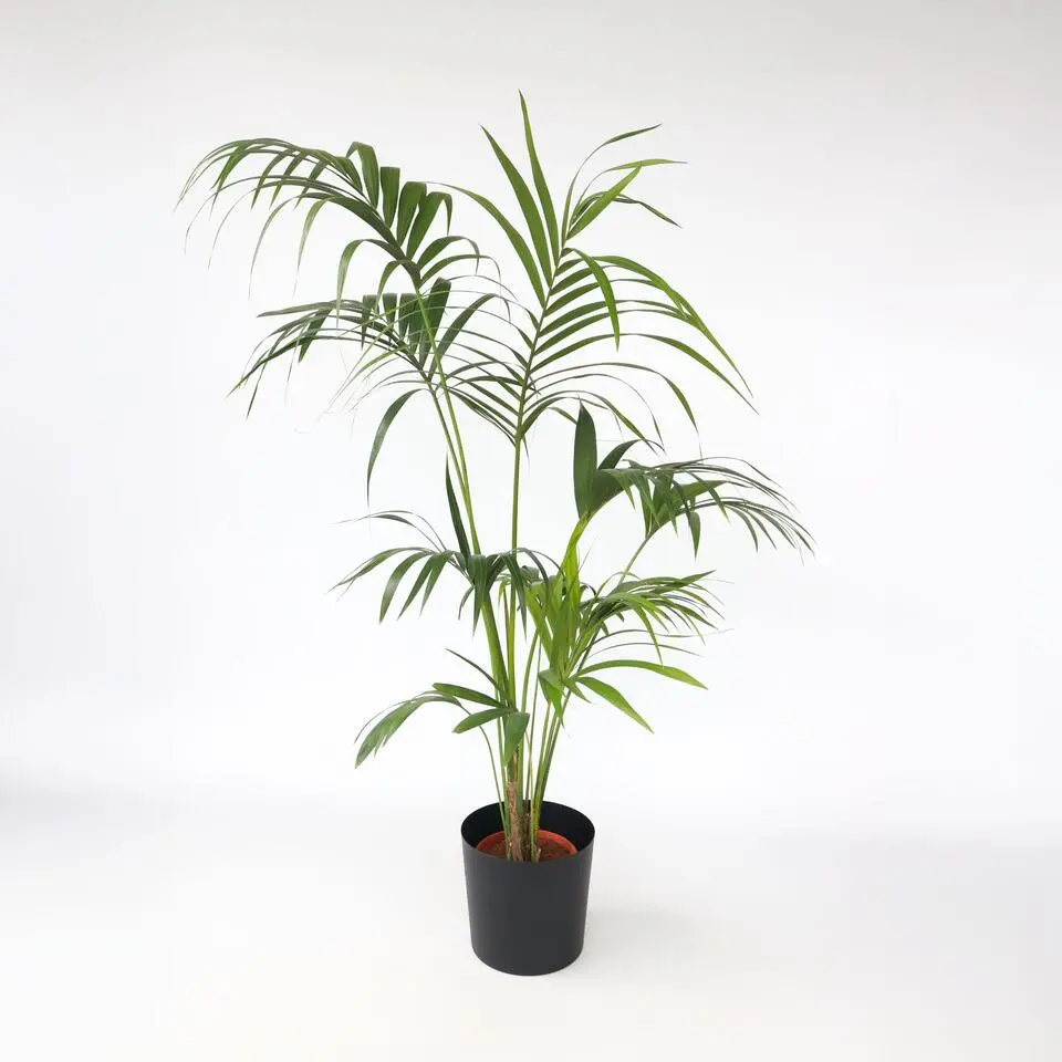Kentiapalm - Howea forsteriana - Hoogte 150-170cm - ⌀24cm