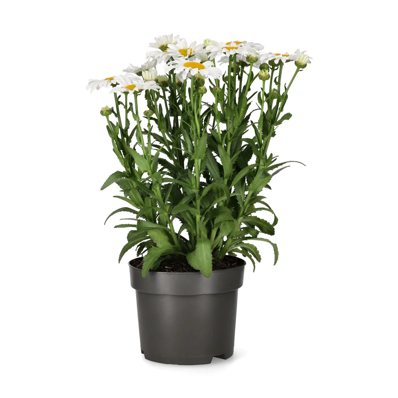 Leucanthemum x superbum OOH LA LAGRANDE ('Florleulag') Kjempekrage OOH LA LAGRANDE Ø17 cm