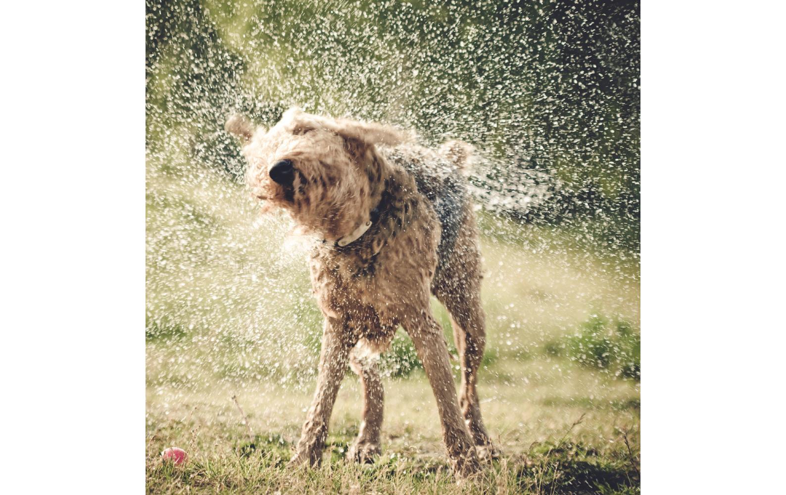 Mud Dog Travel ShowerReisedusche für Hunde