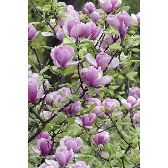 Magnolia soulangeana pot de 5 litres
