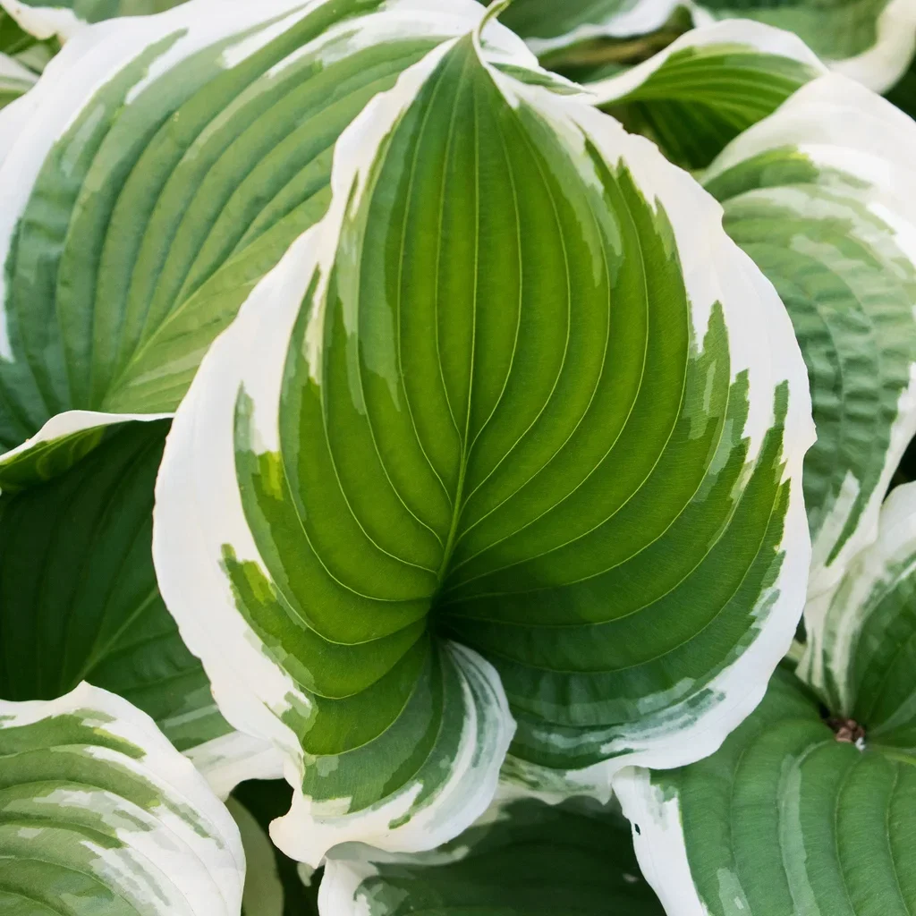 Hosta (Fortunei-Gruppen) 'Patriot' Bladlilje 'Patriot' Ø26 cm