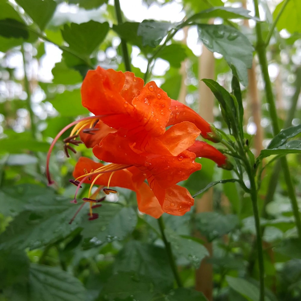 Bignone du cap - tecomaria capensis 3l