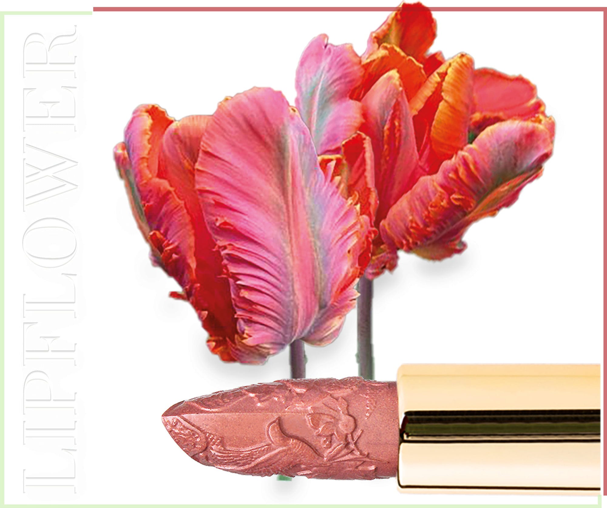 Shaoyun  Lip Flower Tulpe Nr. 196, 3,60 g