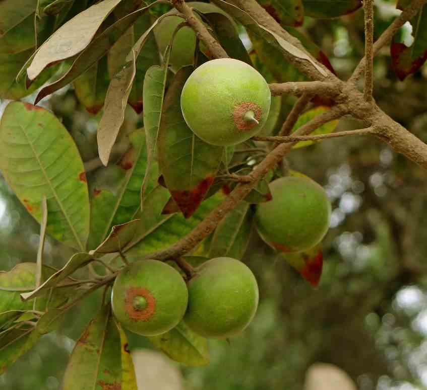 Pouteria obovata (lucuma, lucumo, fruit-oeuf) taille pot de 9 litres - 80/100 cm