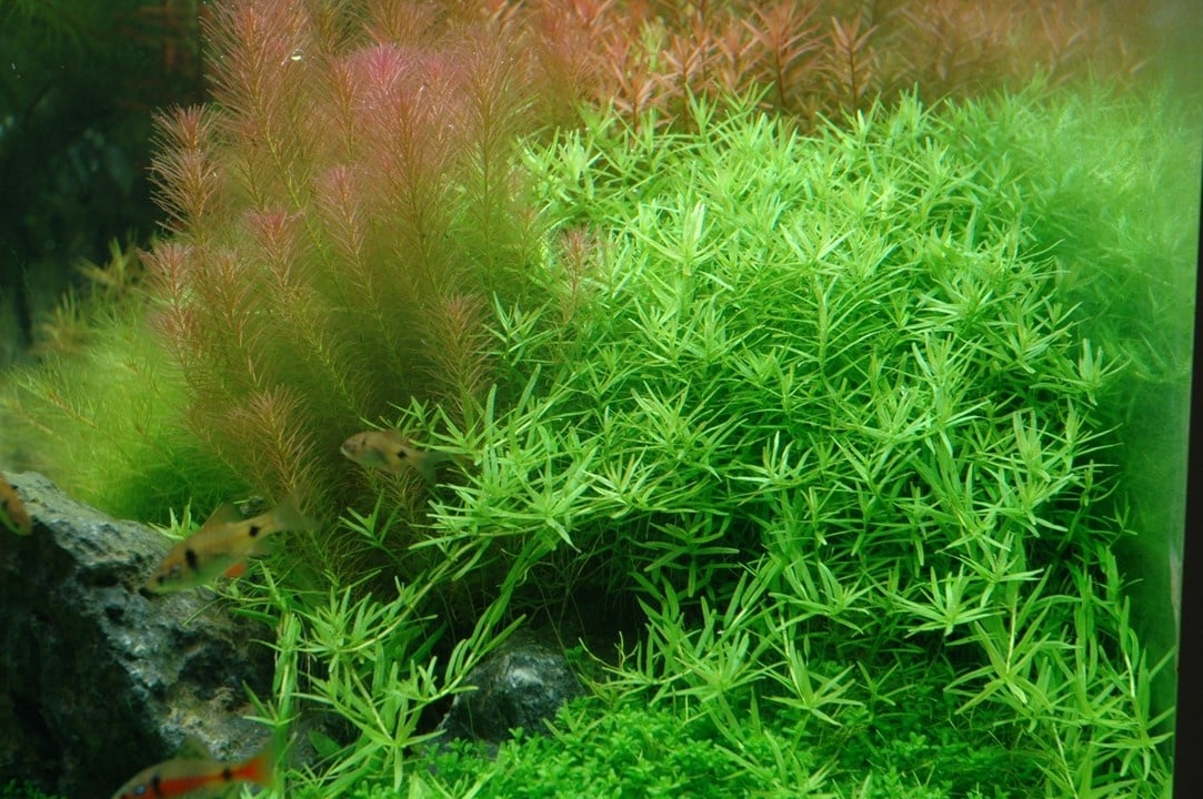 Waterplant Rotala Rotundifolia Green